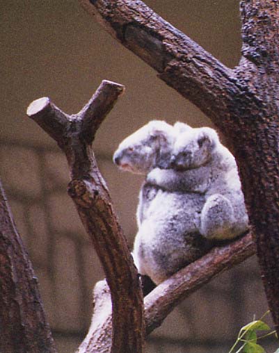 koalas