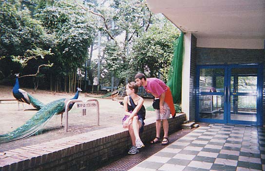 peacock_and_friends