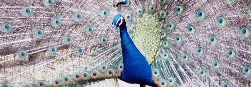 wide_peacock